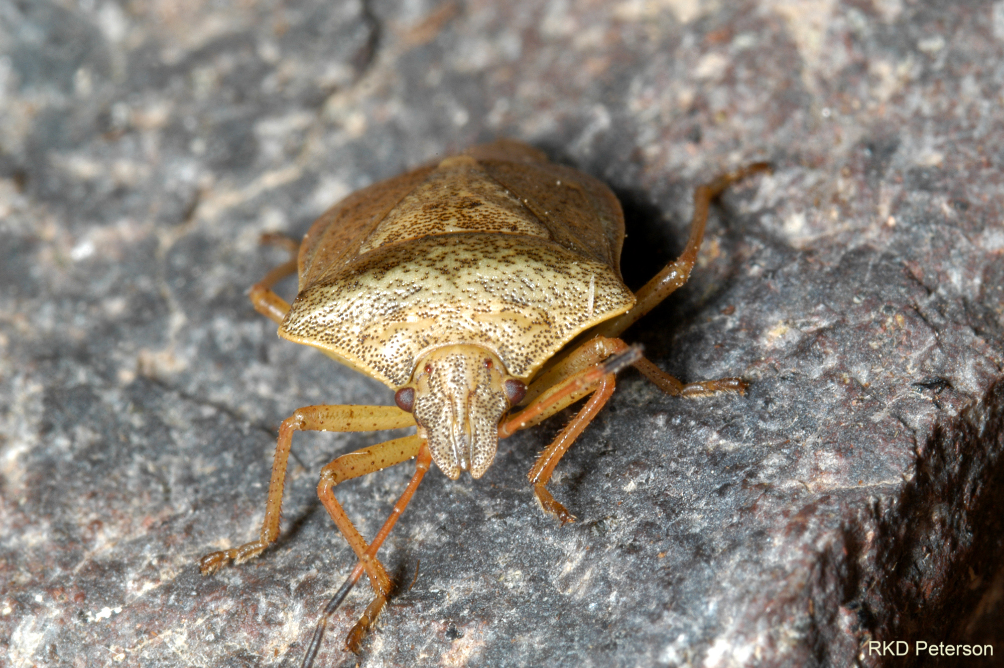 Euschistus sp.