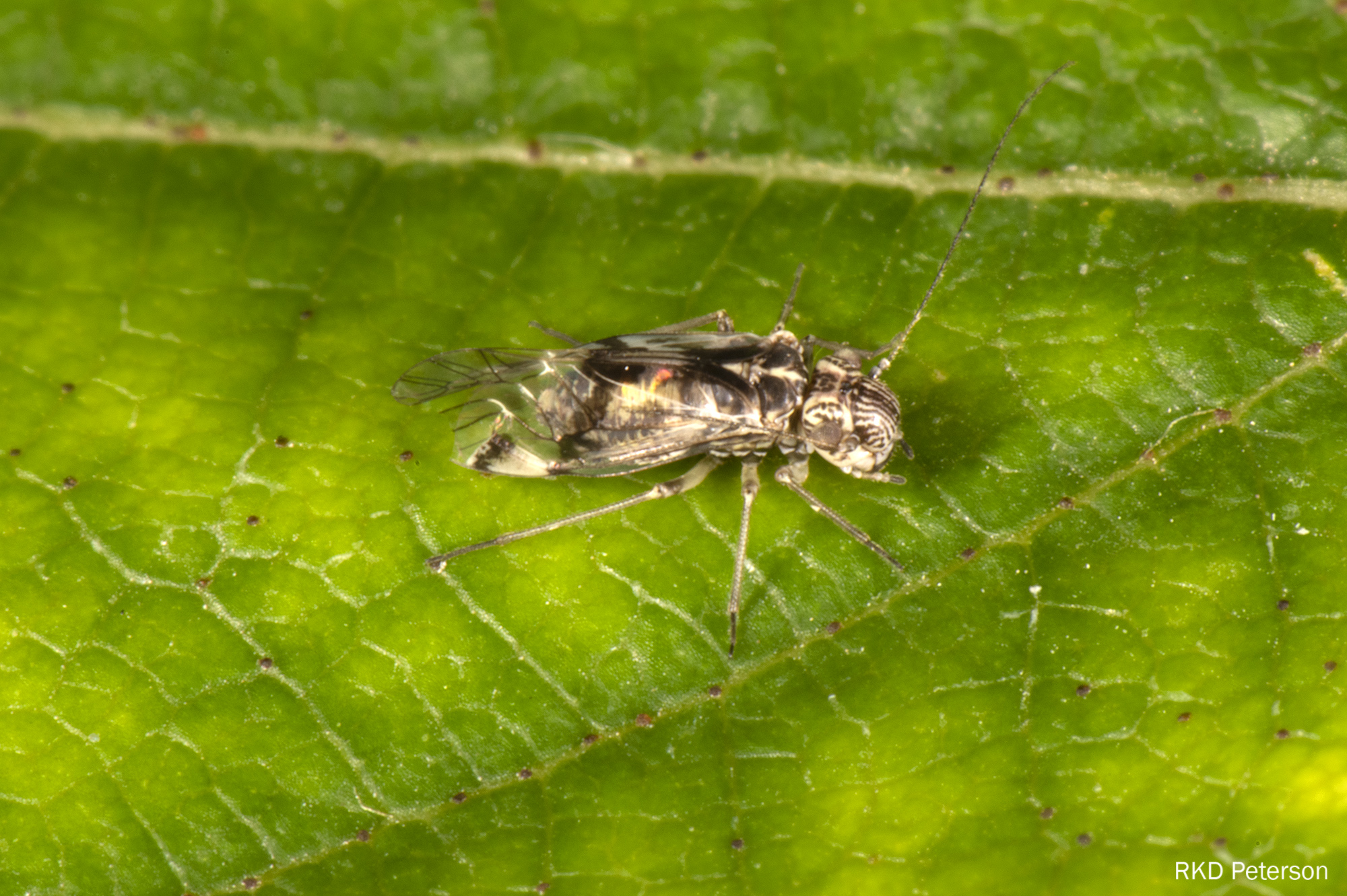 Psyllid sp.