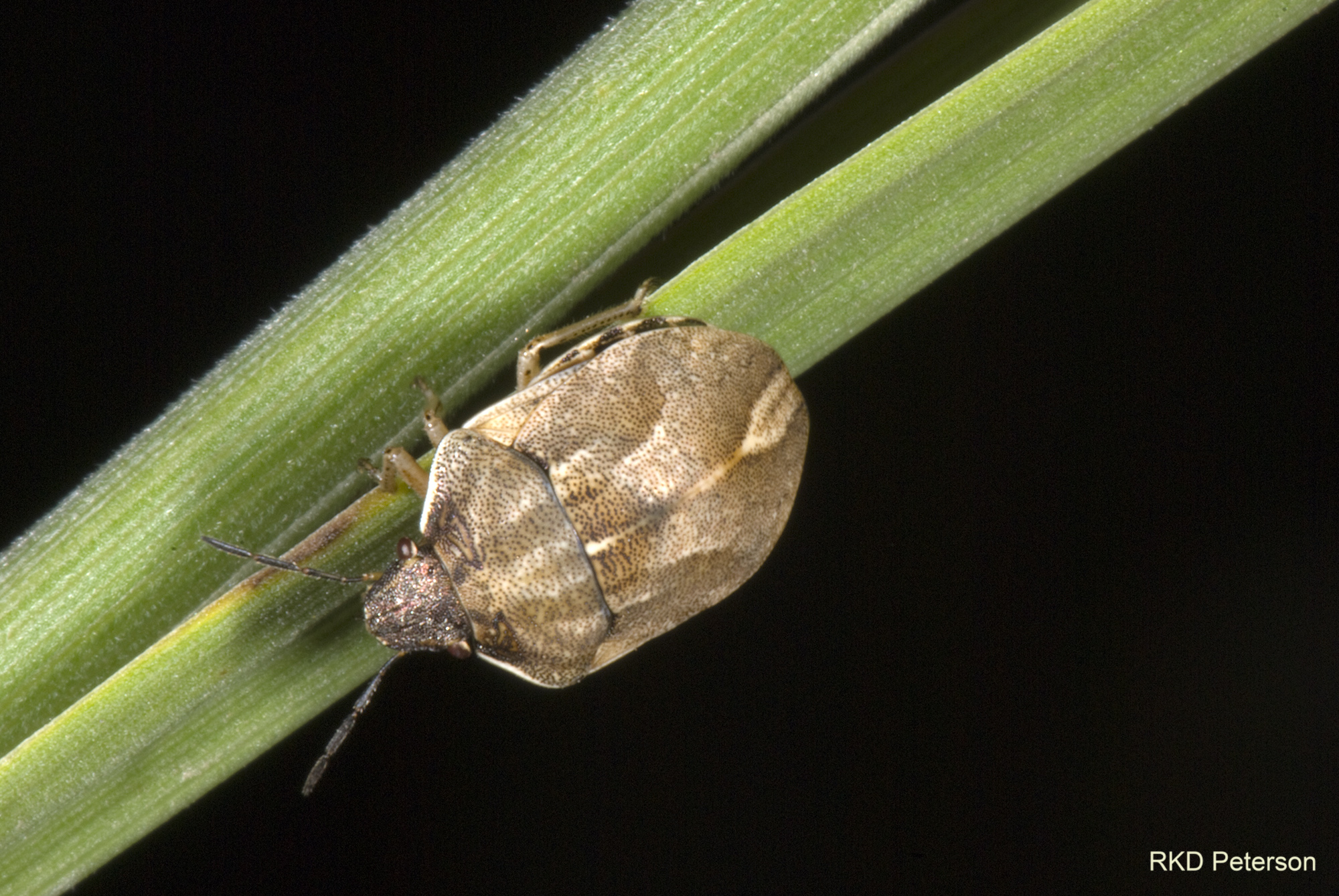 scutellerid species