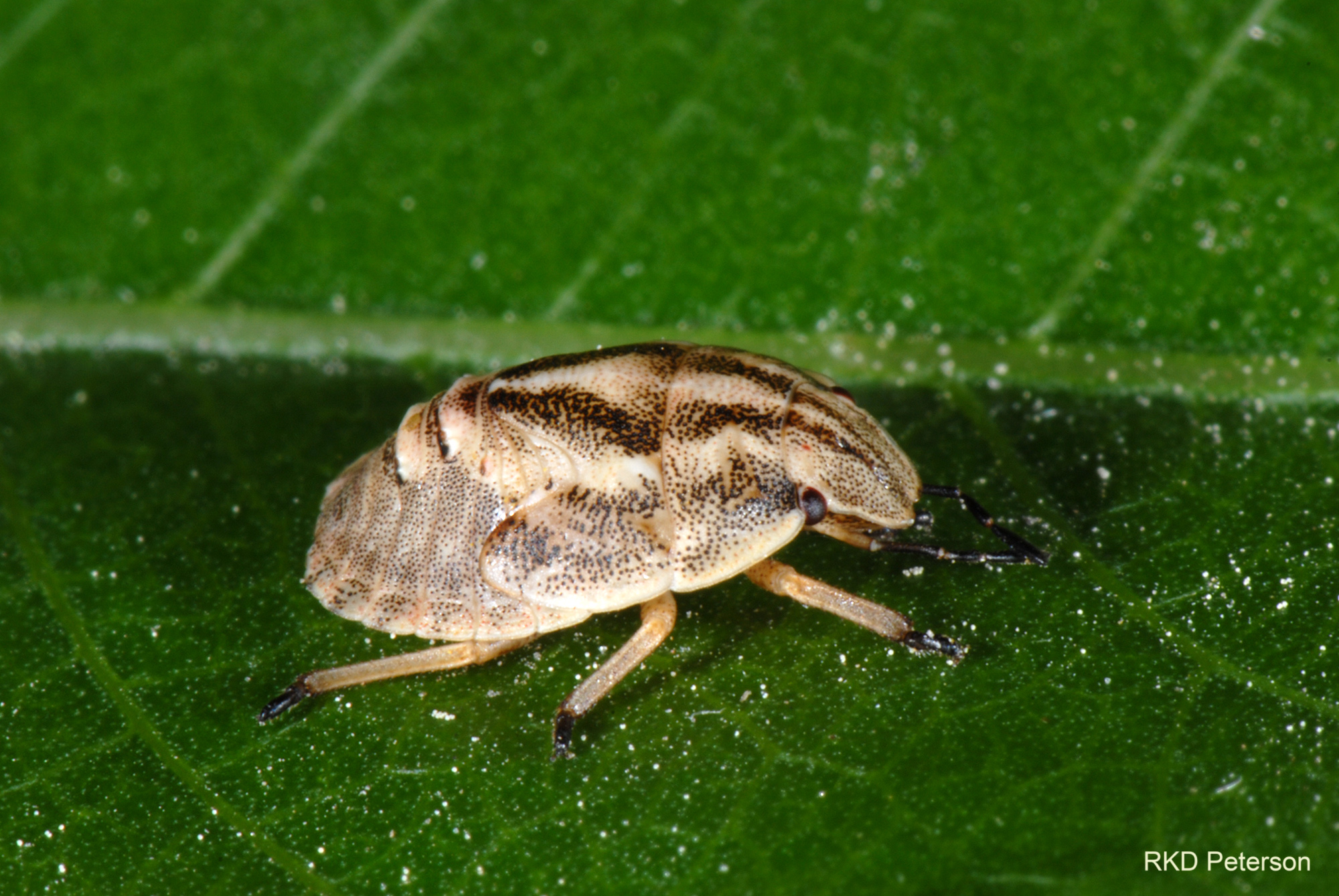 scutellerid species