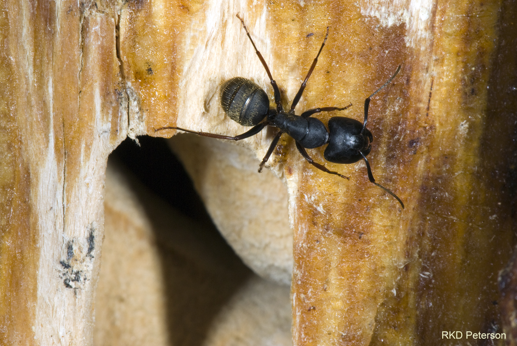 Camponotus sp.