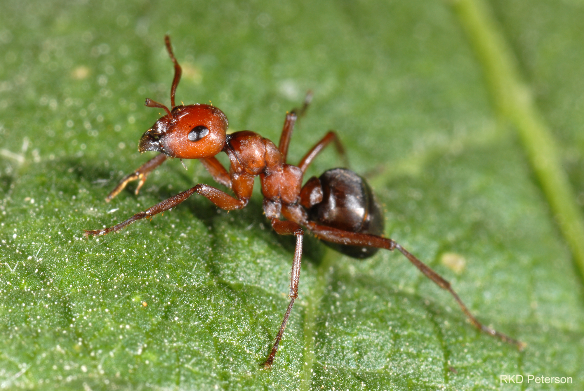 Formica sp. - Insects of the Greater Yellowstone Ecosystem