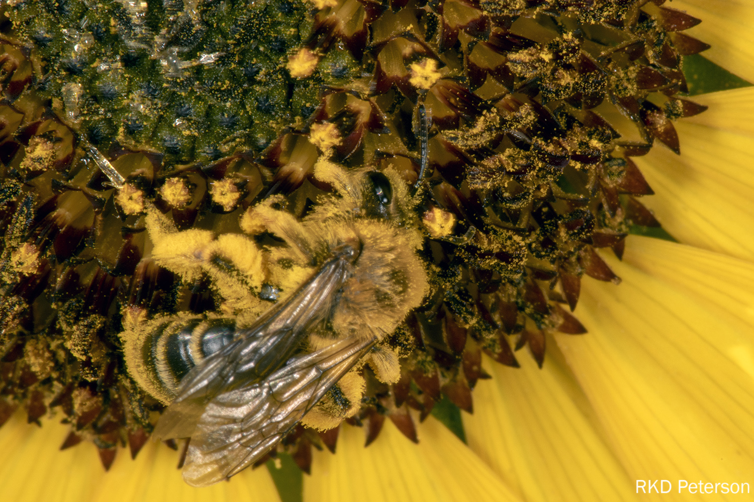 Andrena helianthi