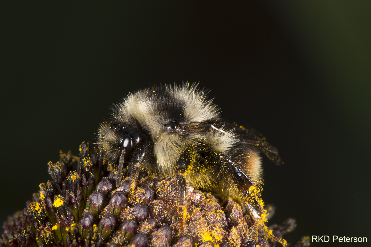 Bombus frigidus