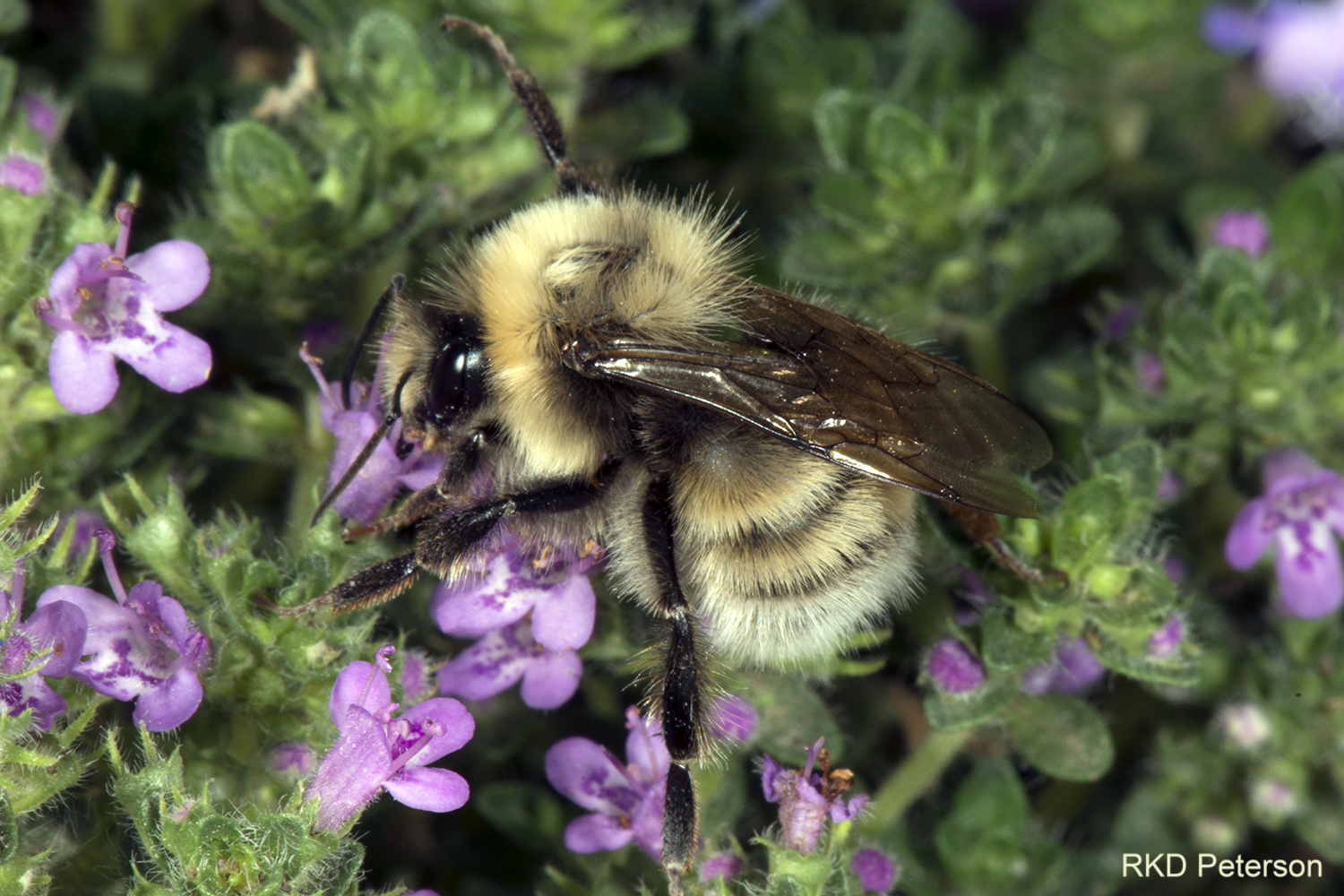 Bombus occidentalis