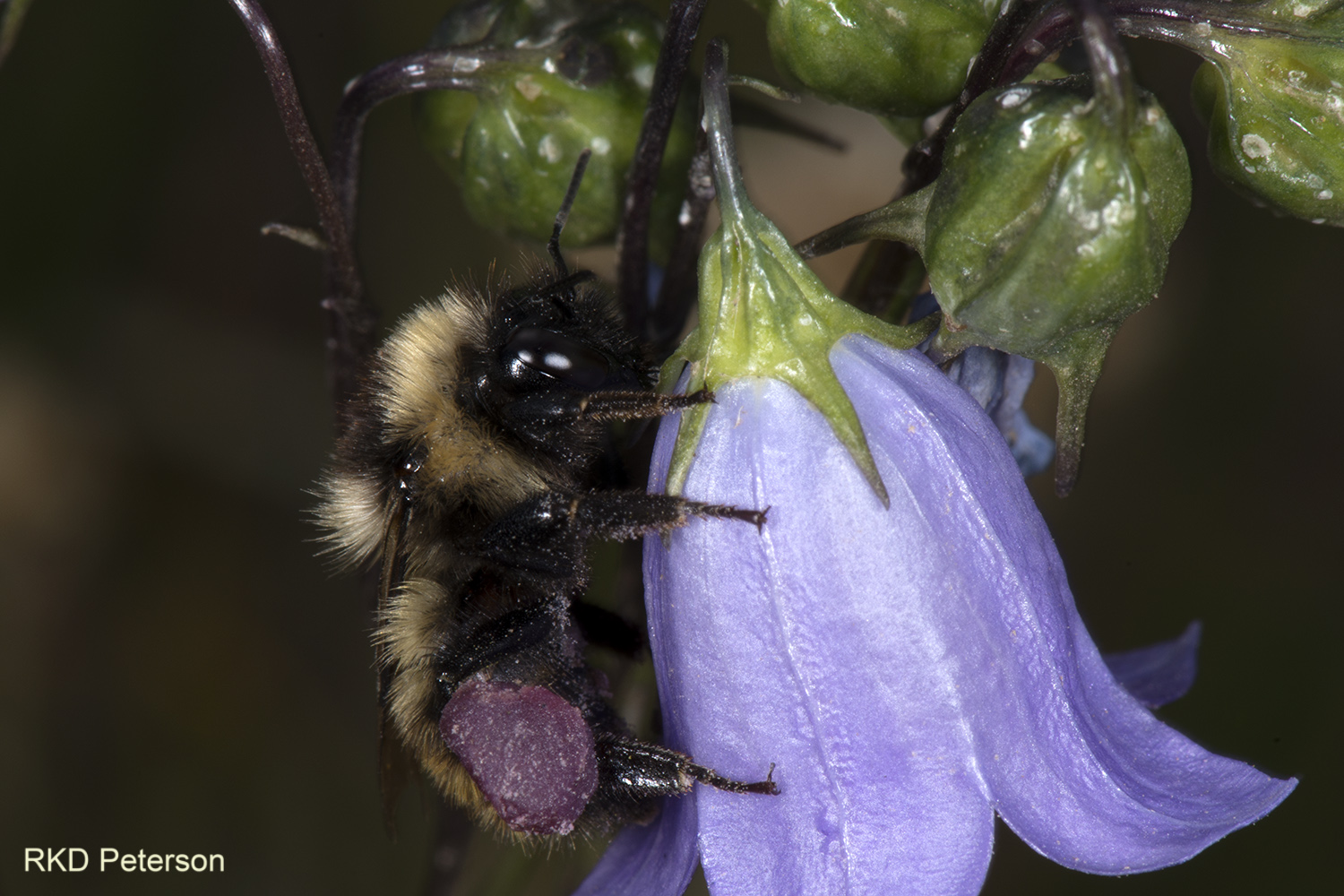 Bombus rufocinctus