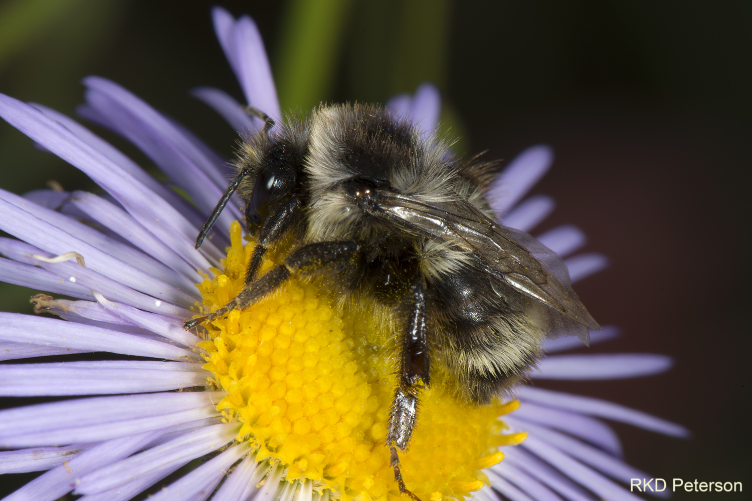 Bombus sp.