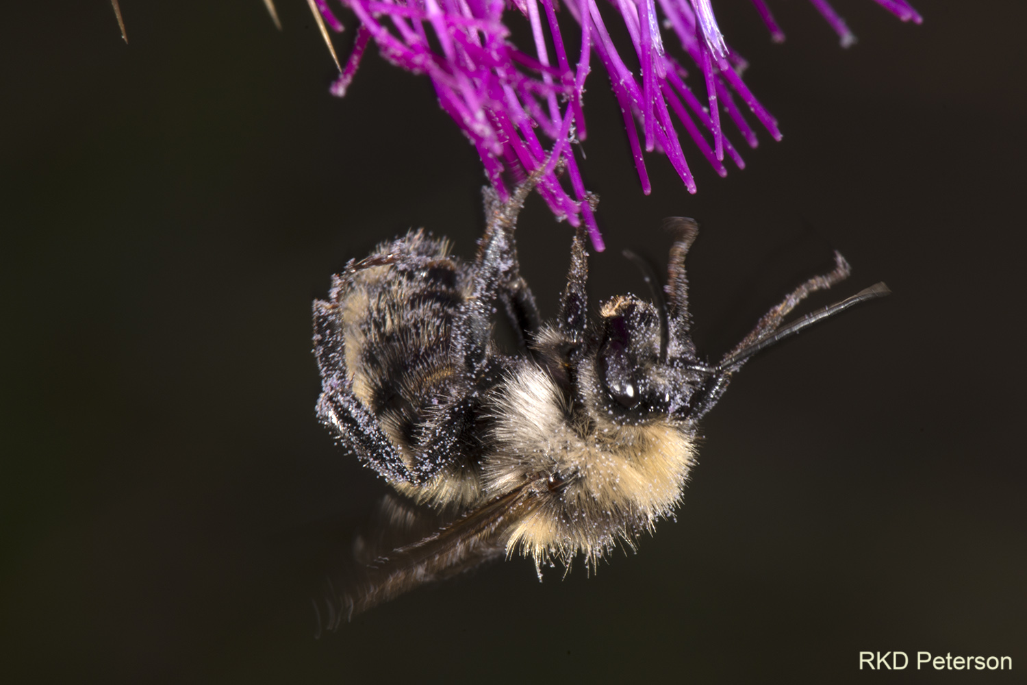 Bombus sp.