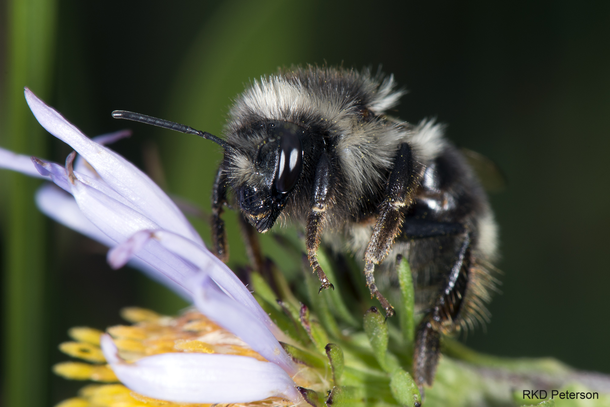 Bombus bifarius