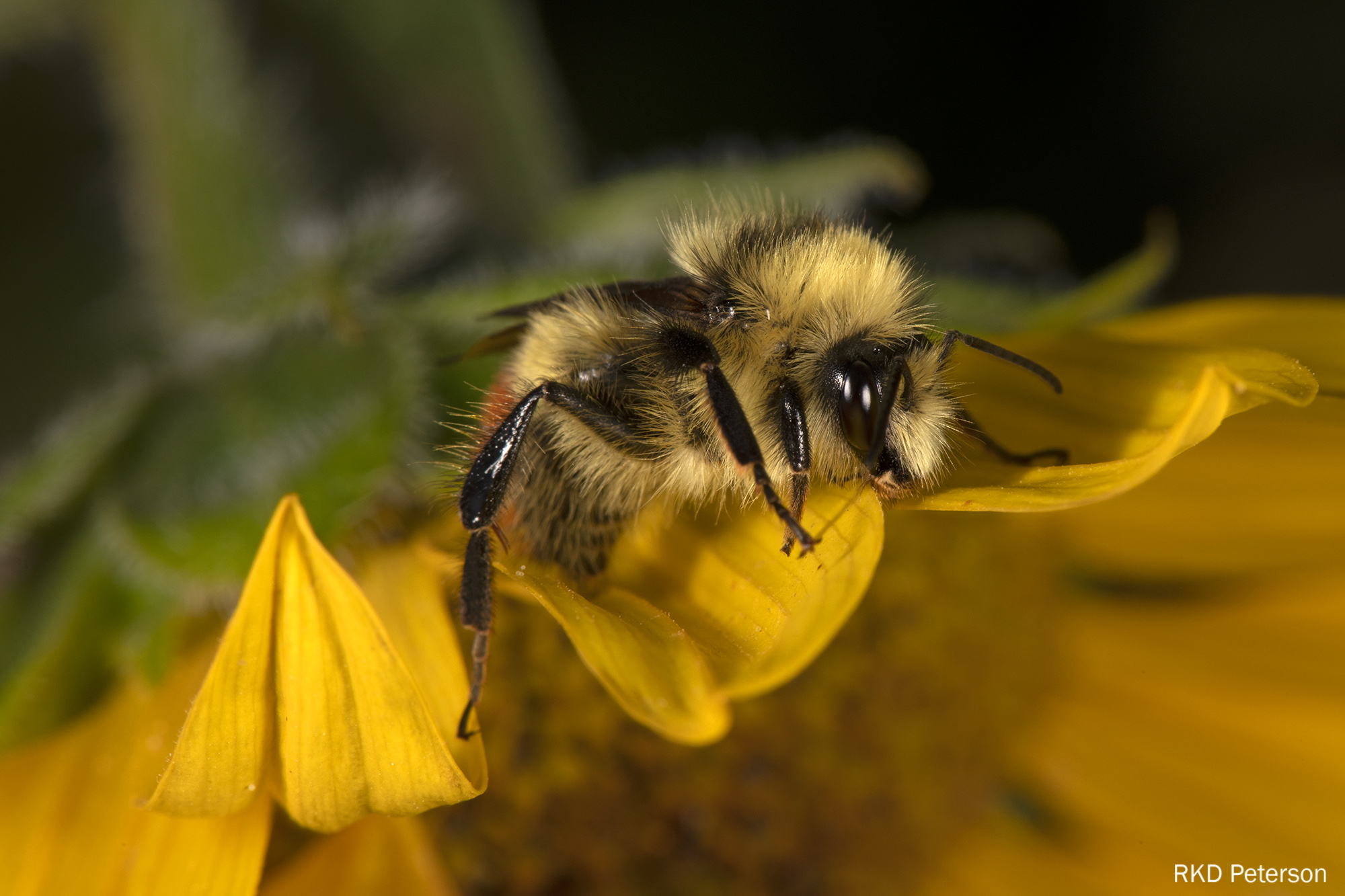 Bombus centralis