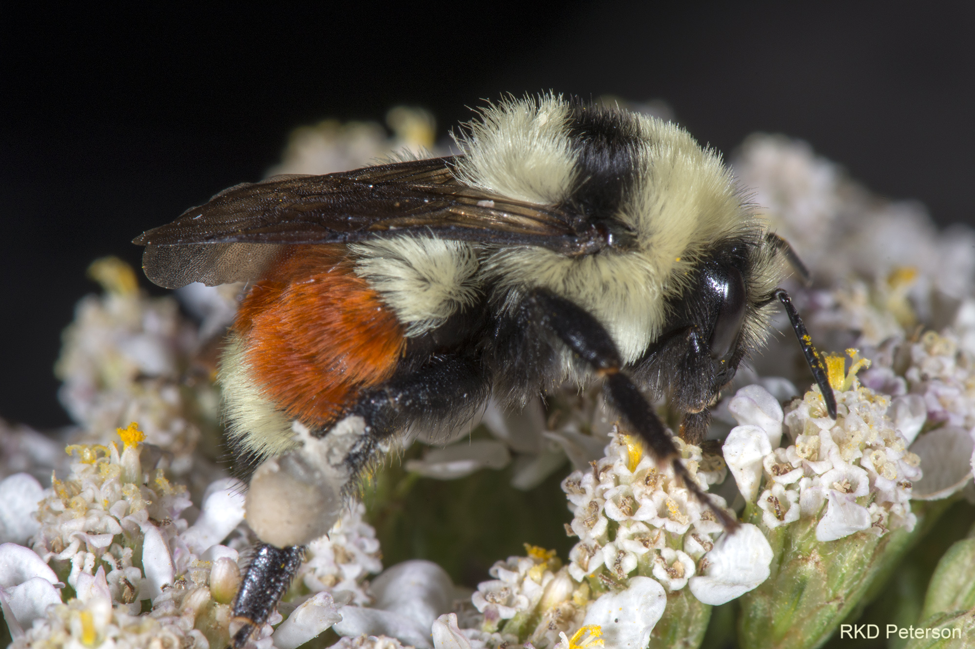 Bombus huntii