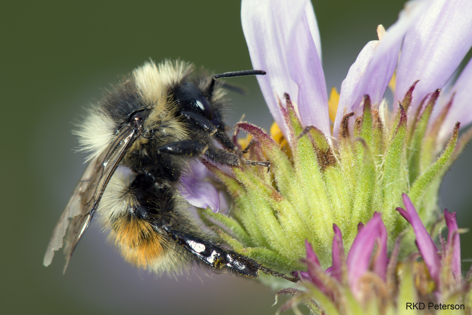 Bombus sylvicola