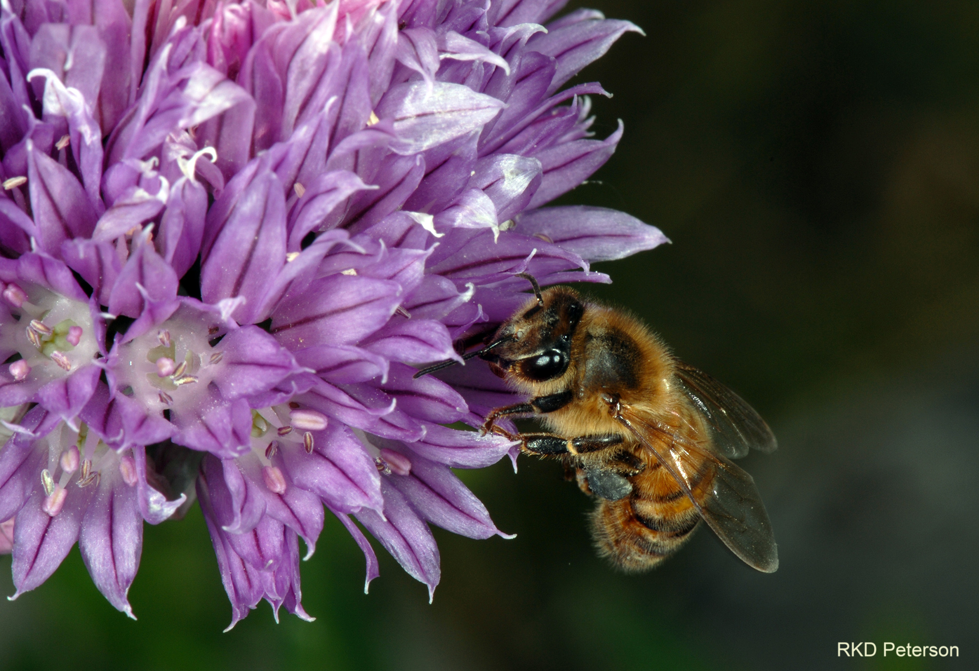 Apis mellifera