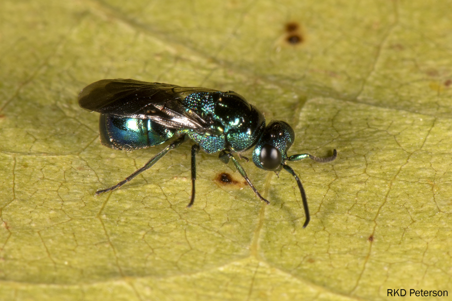 chrysidid sp.