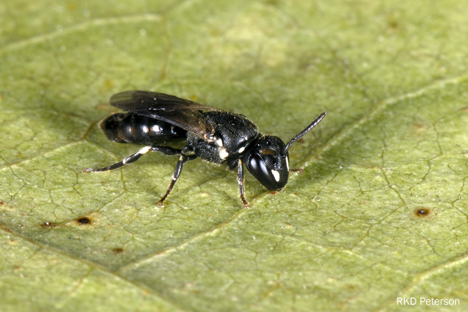 Hylaeus sp.