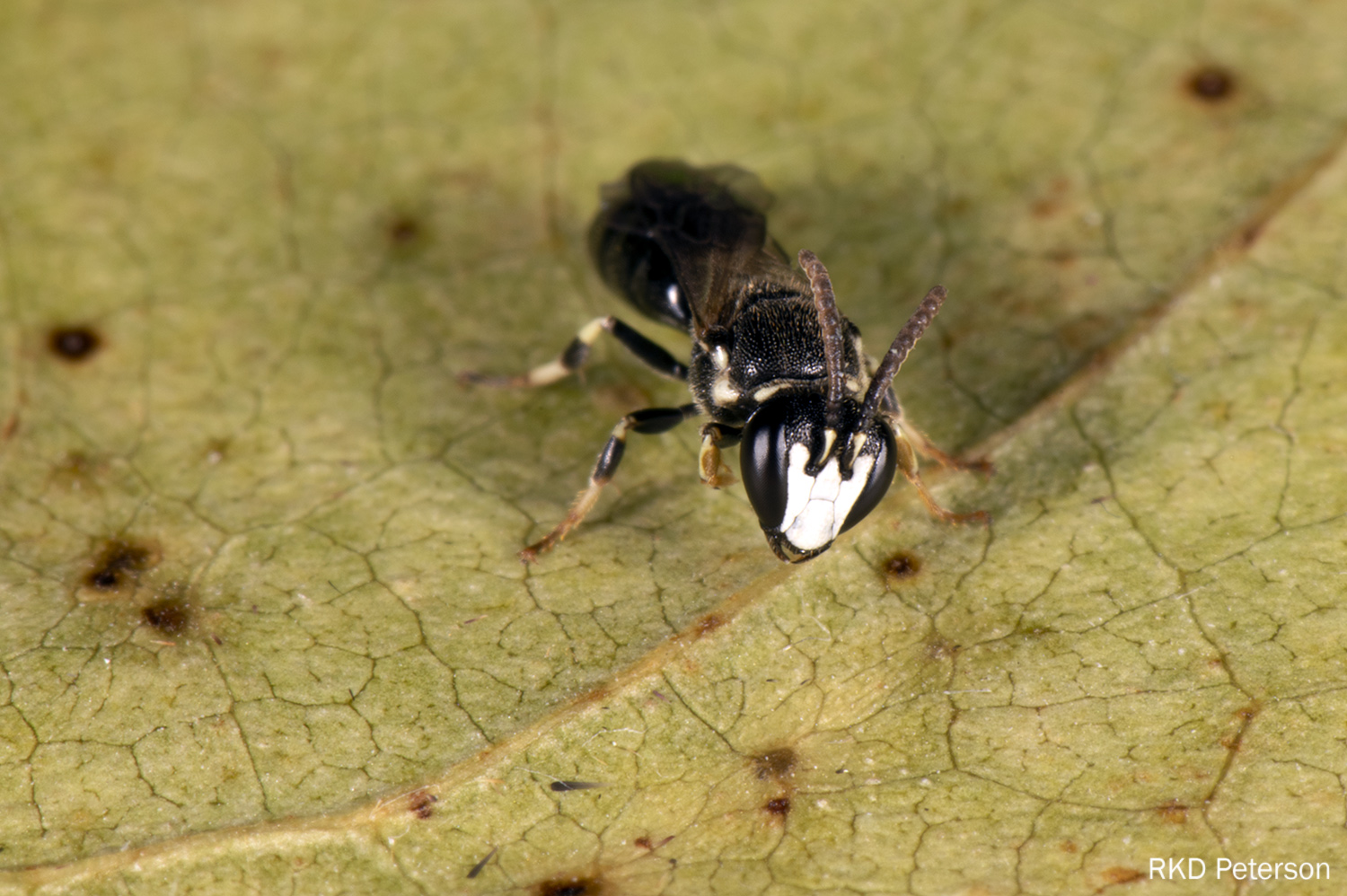 Hylaeus sp. (male)