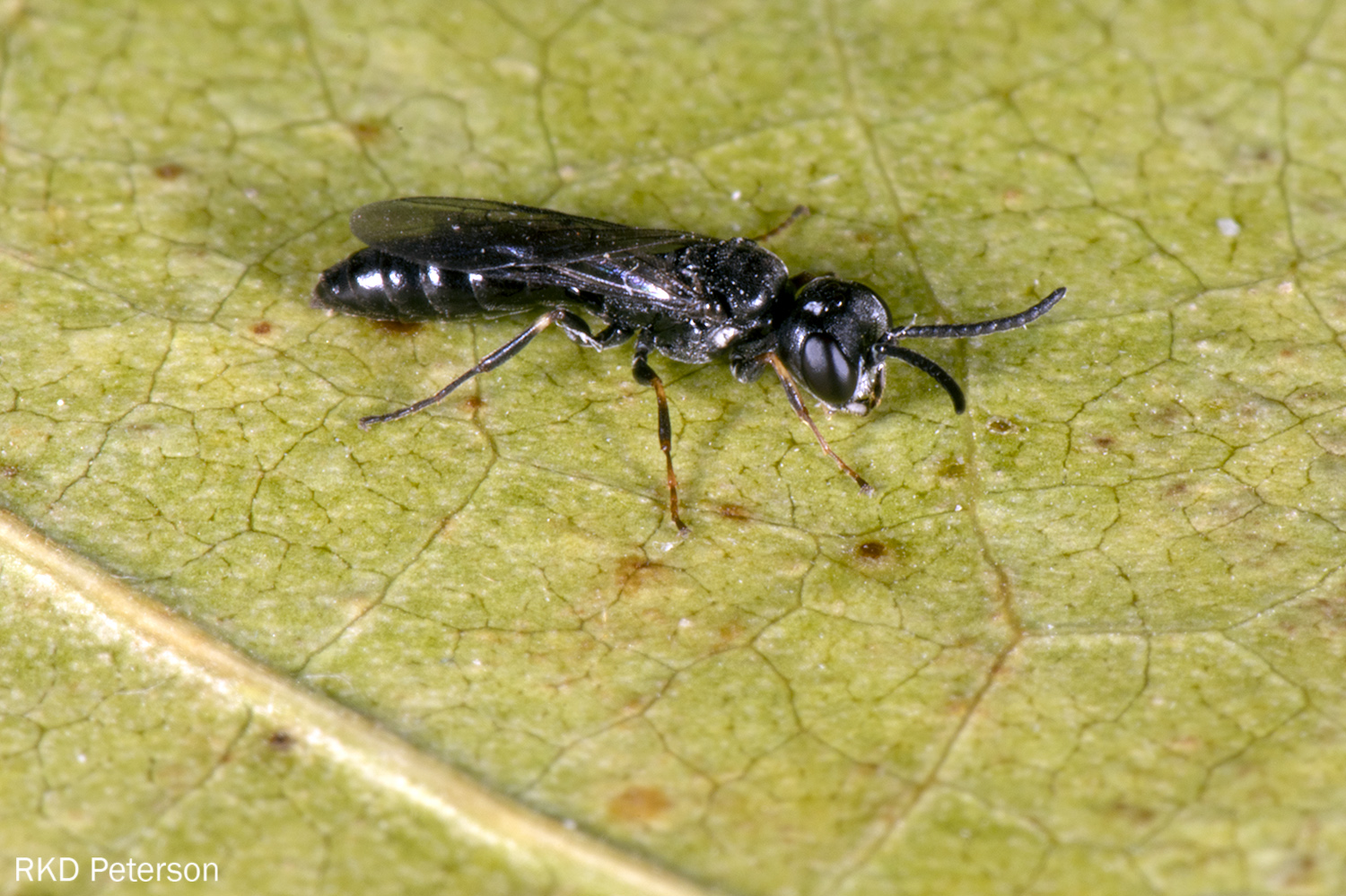 Passaloecus sp.