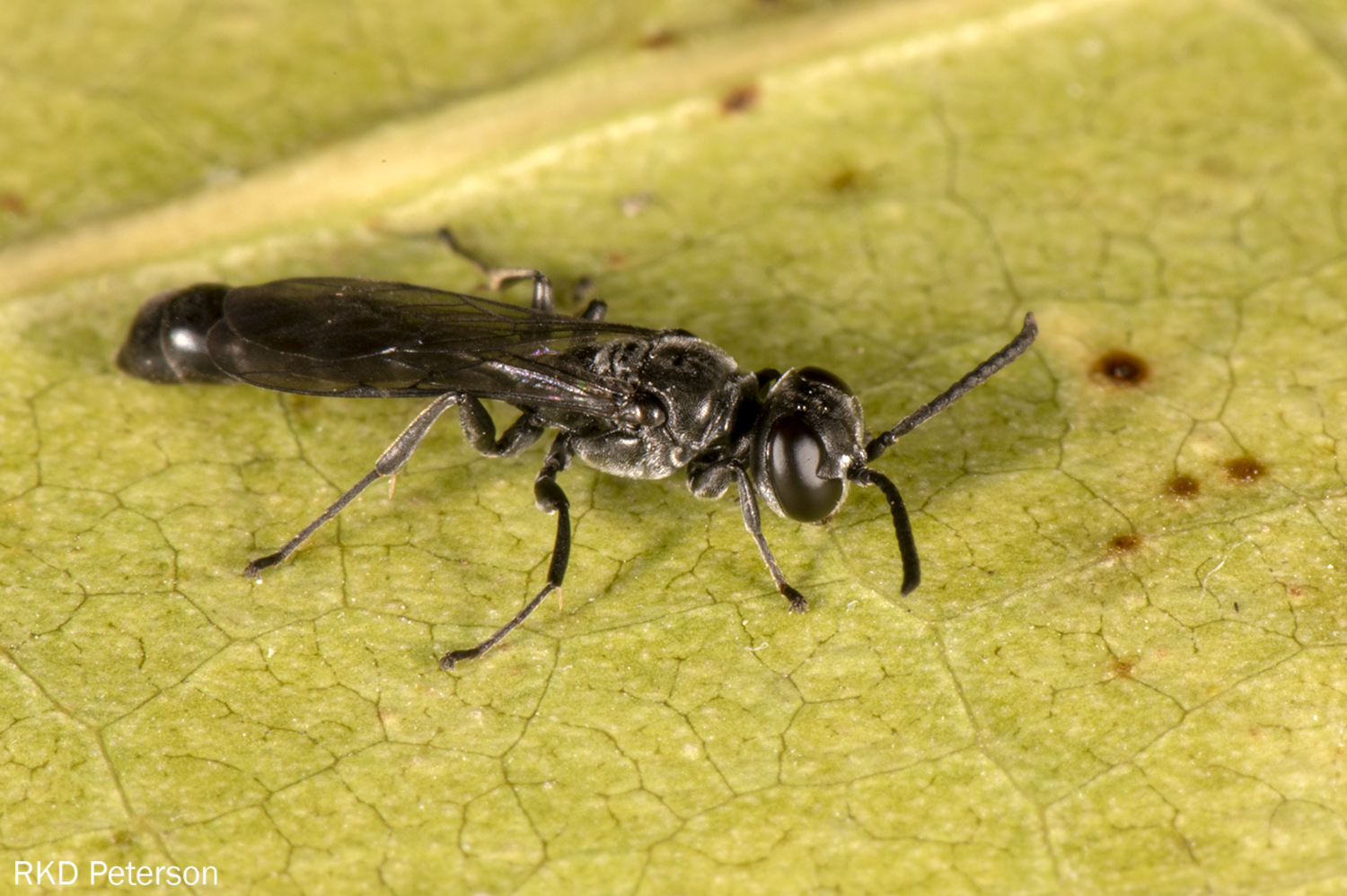 Trypoxylon sp.