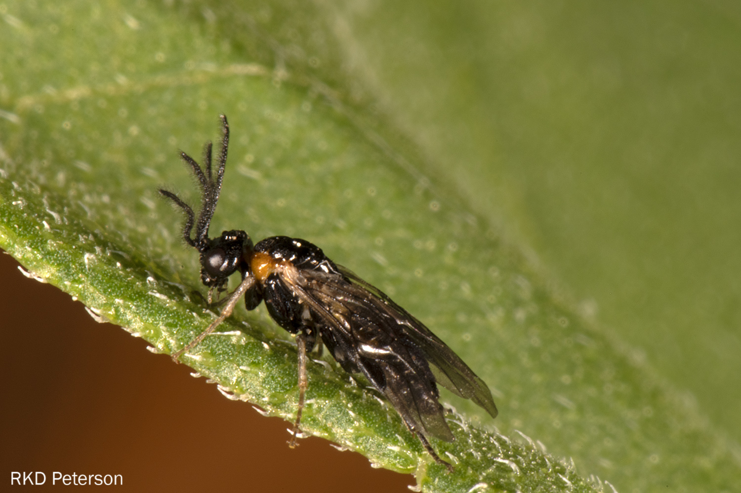 eulophid sp.