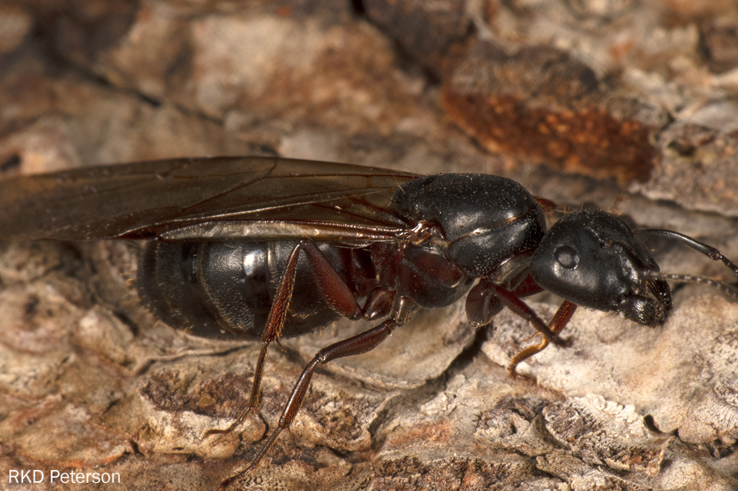 Camponotus