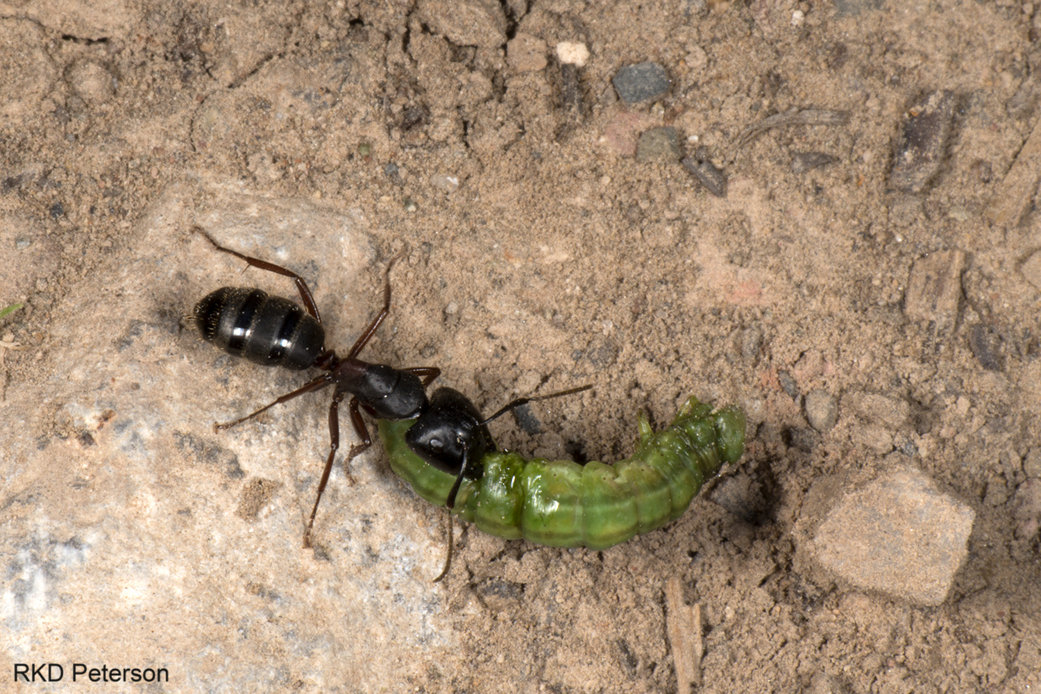 Camponotus herculeanus