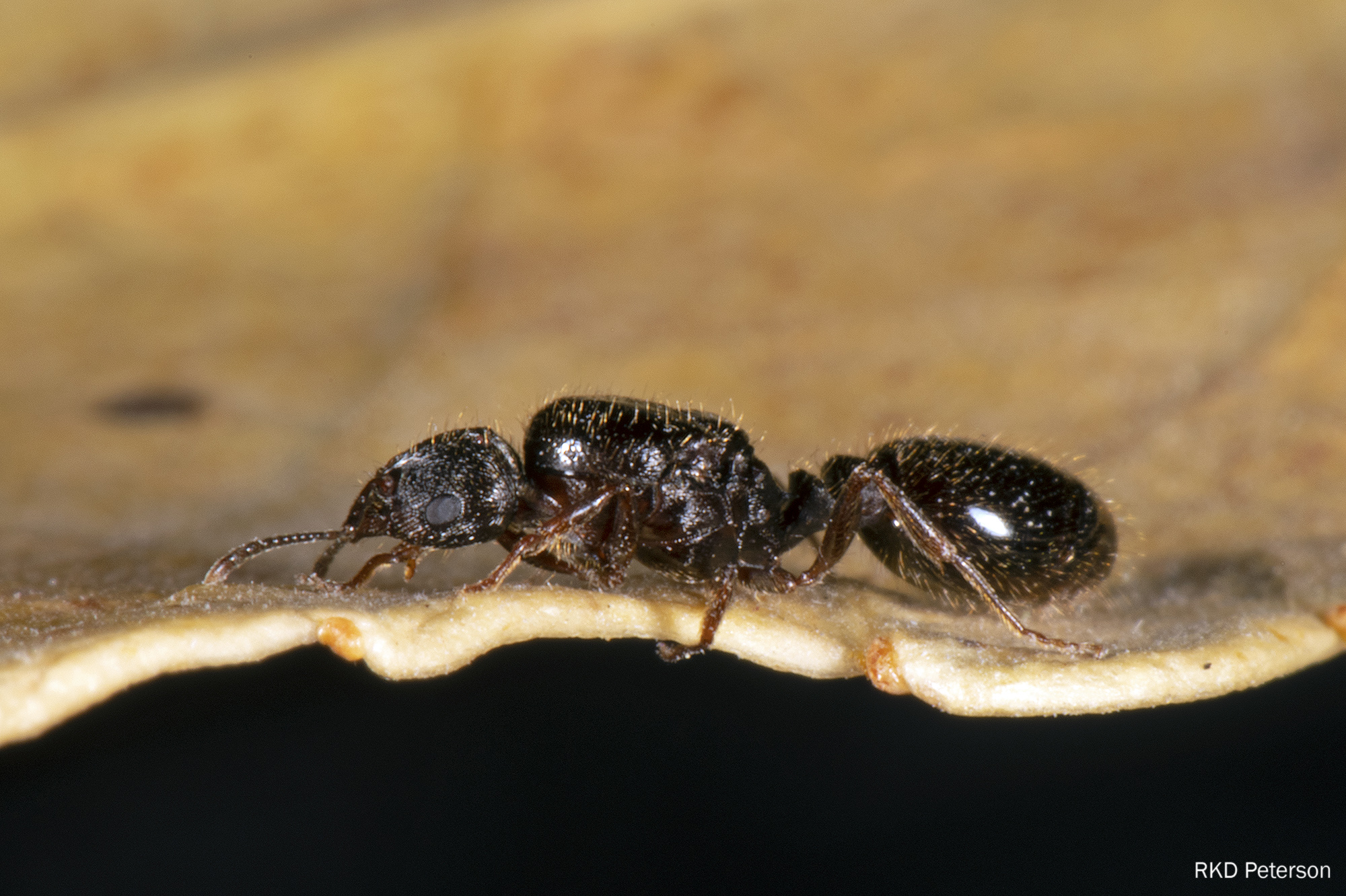 Tetramorium immigrans