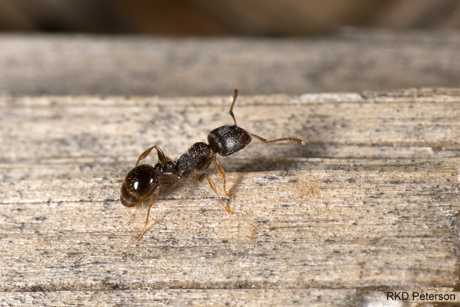 Tetramorium caespitum