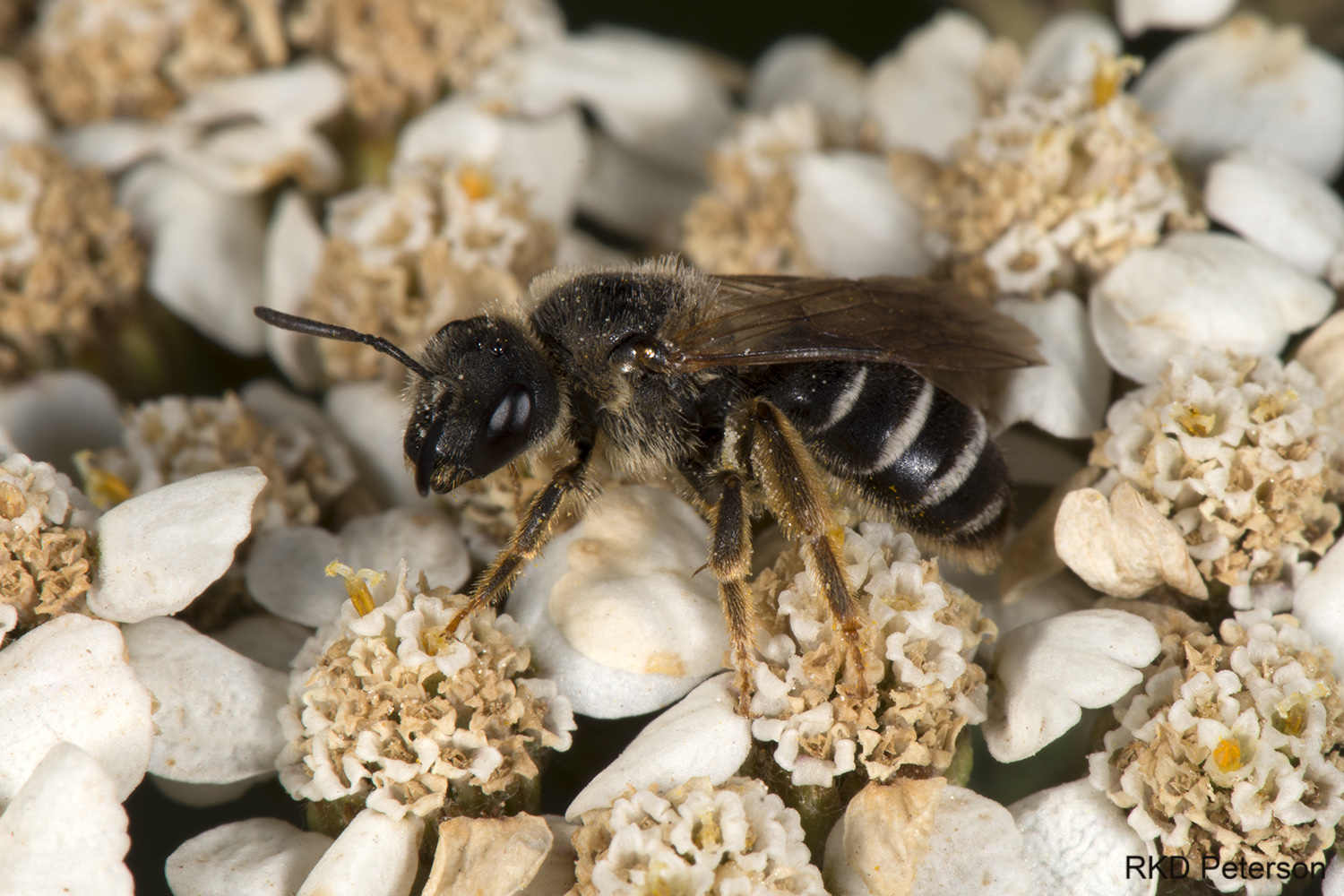 Halictus rubicundus