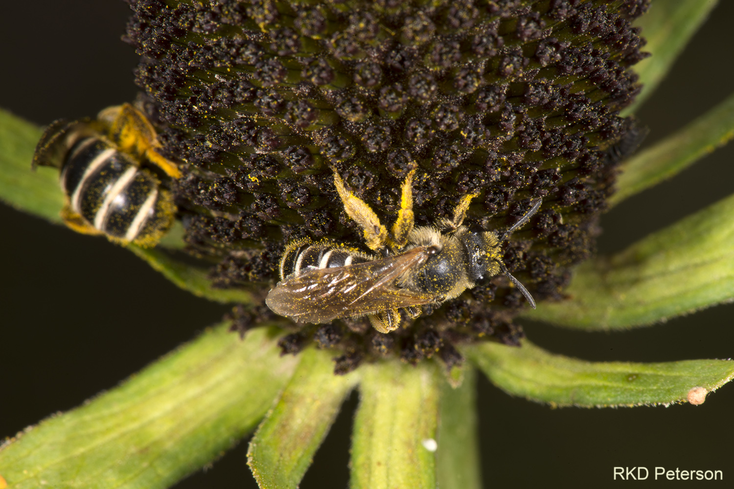 Halictus sp.