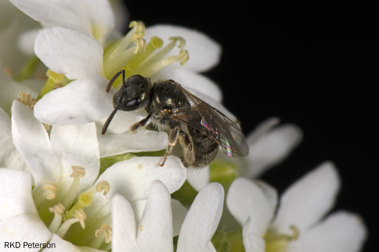 Lasioglossum sp.