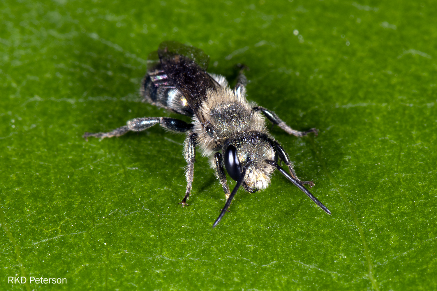 Osmia sp.