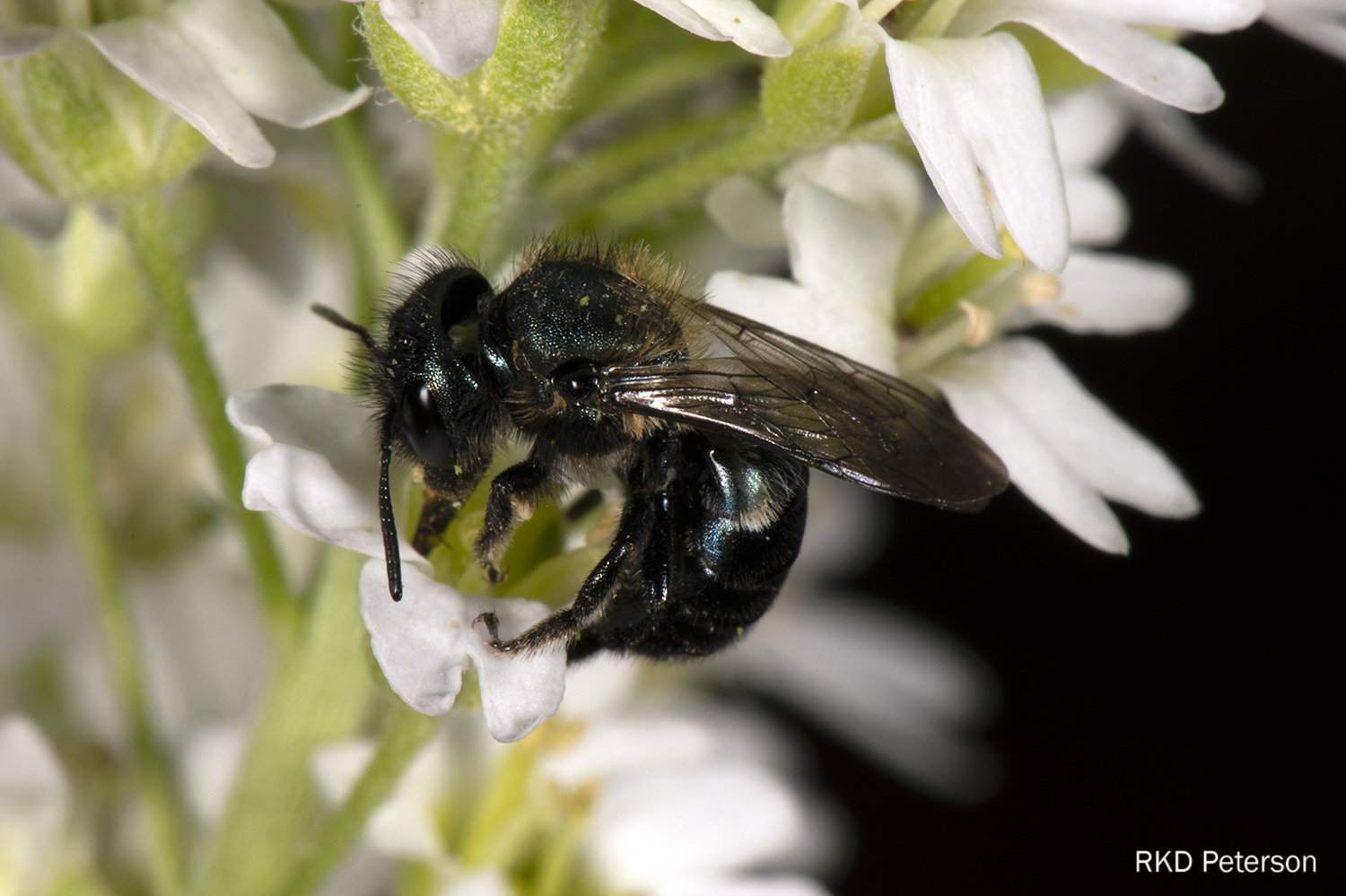 Osmia sp.