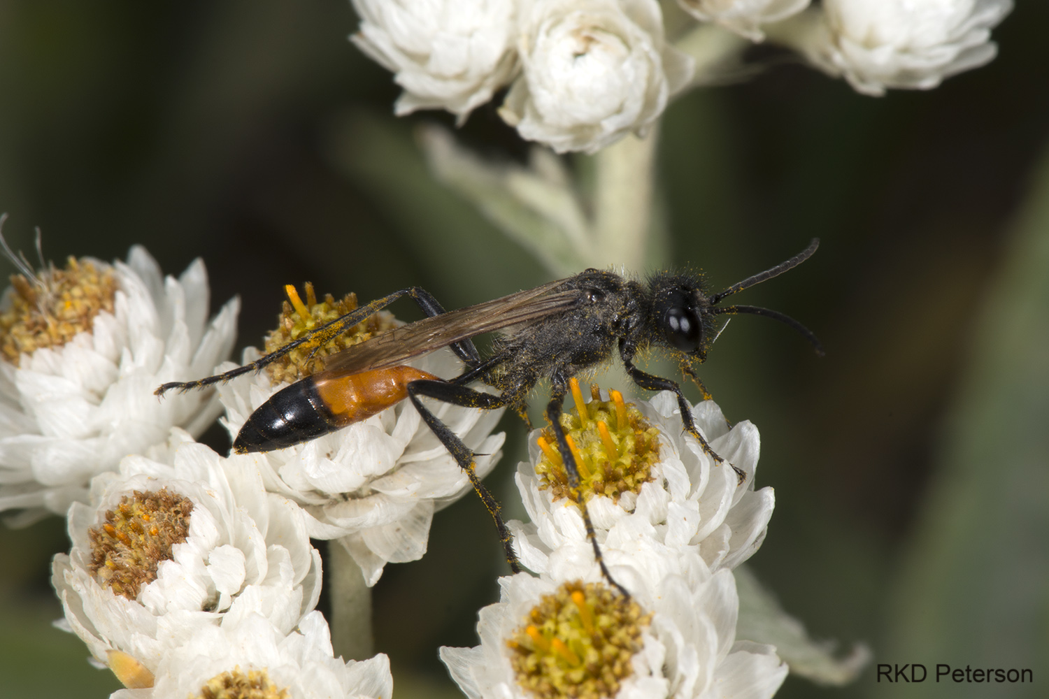 sphecid sp.