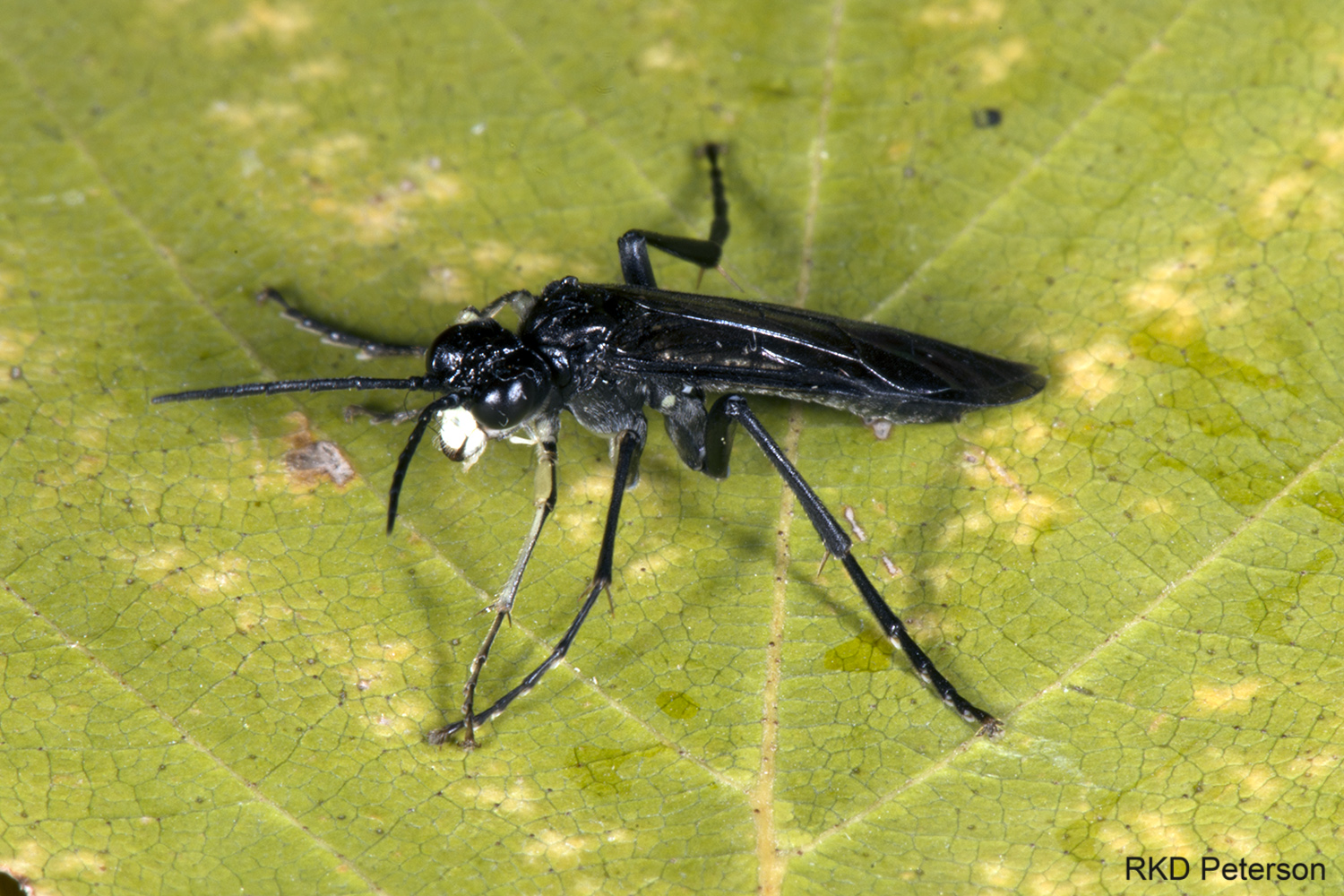 tenthredinid sp.