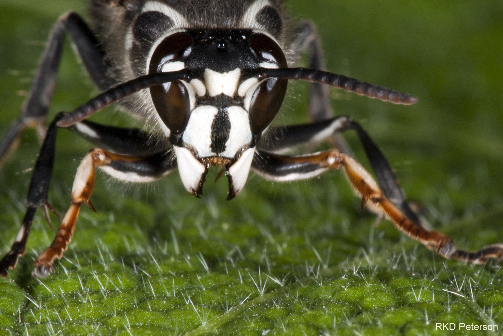 Dolichovespula maculata