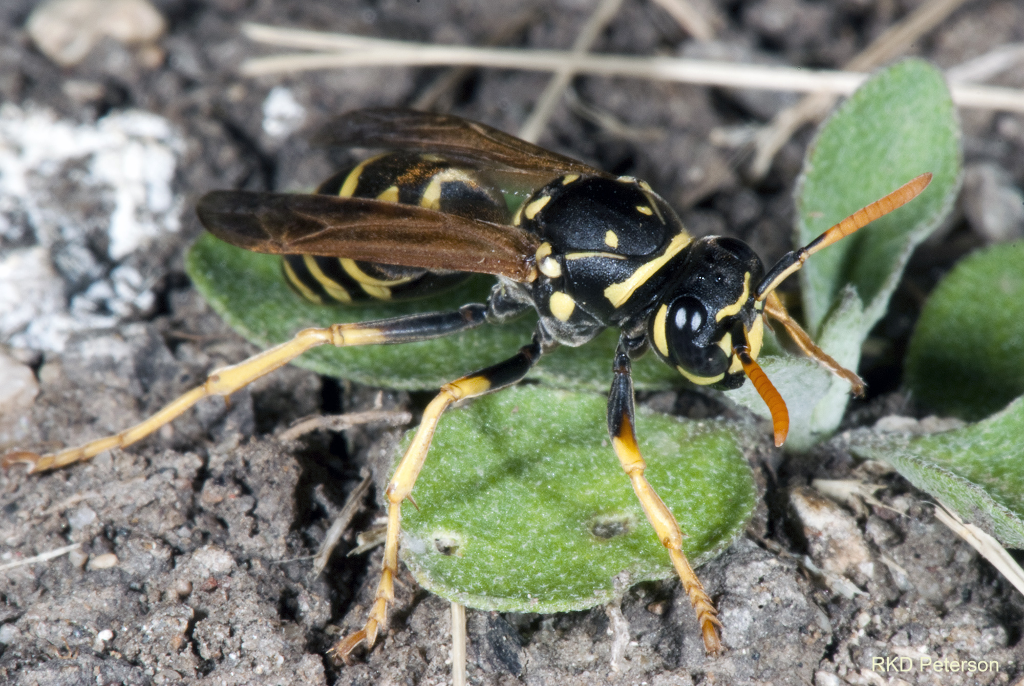 Polistes dominula