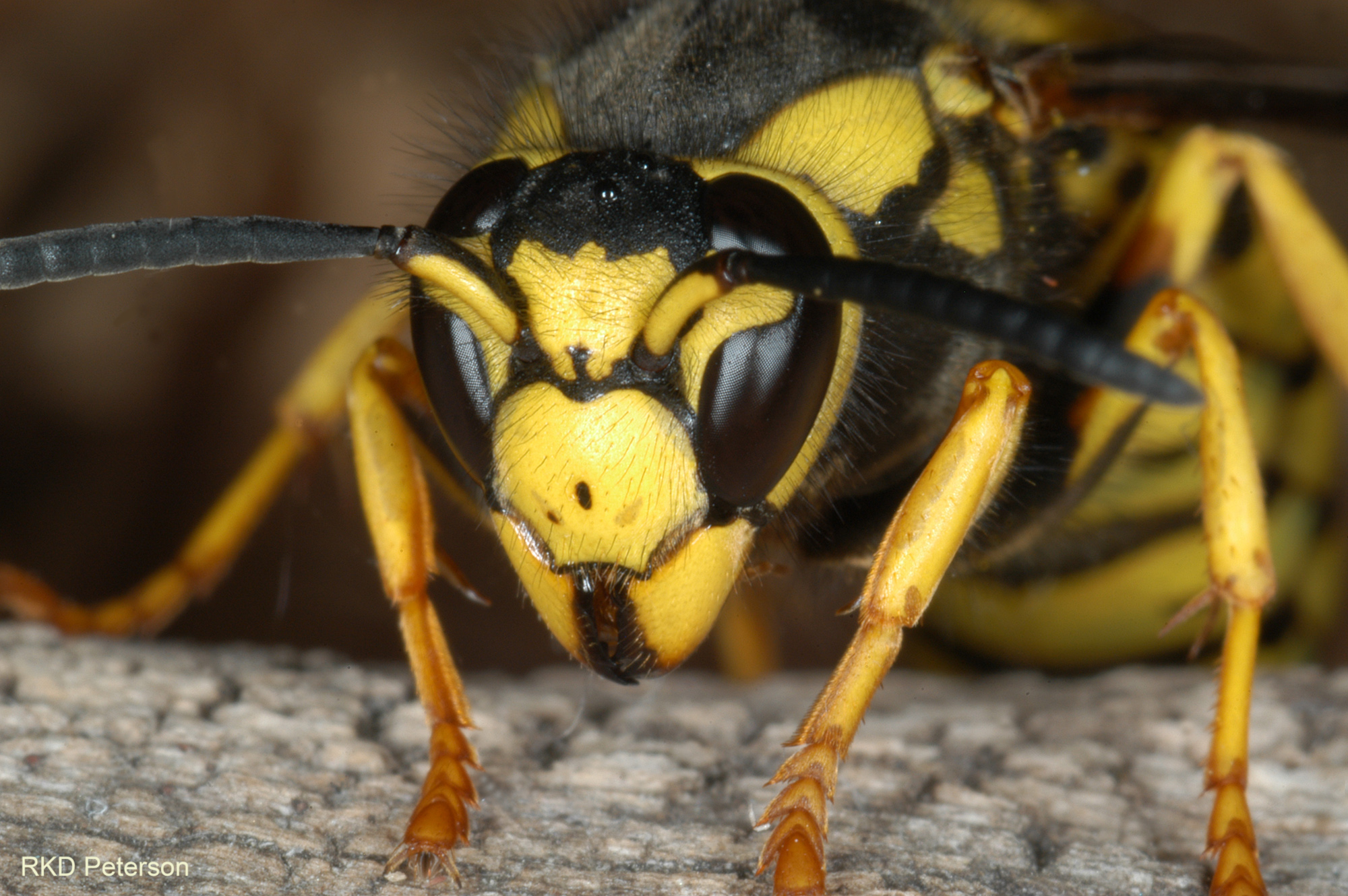 Vespula atropilosa