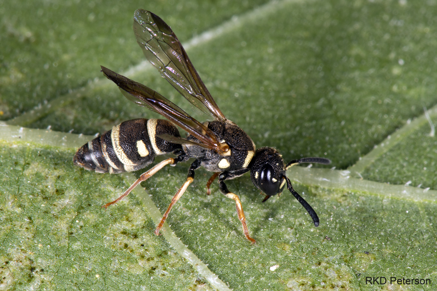 vespid sp. 2