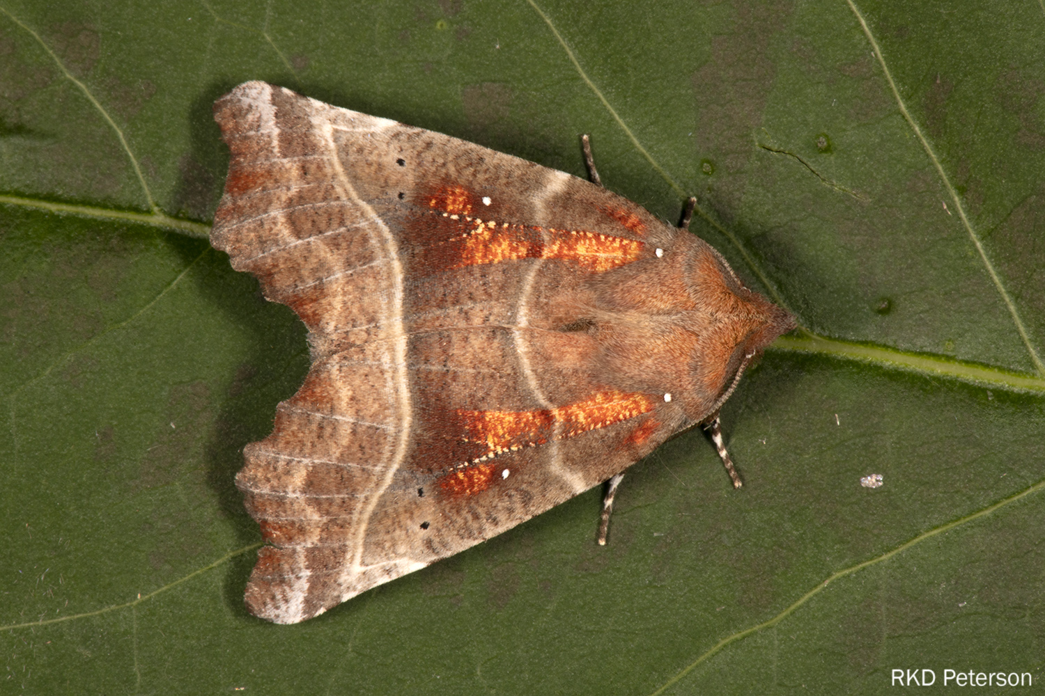 herald moth