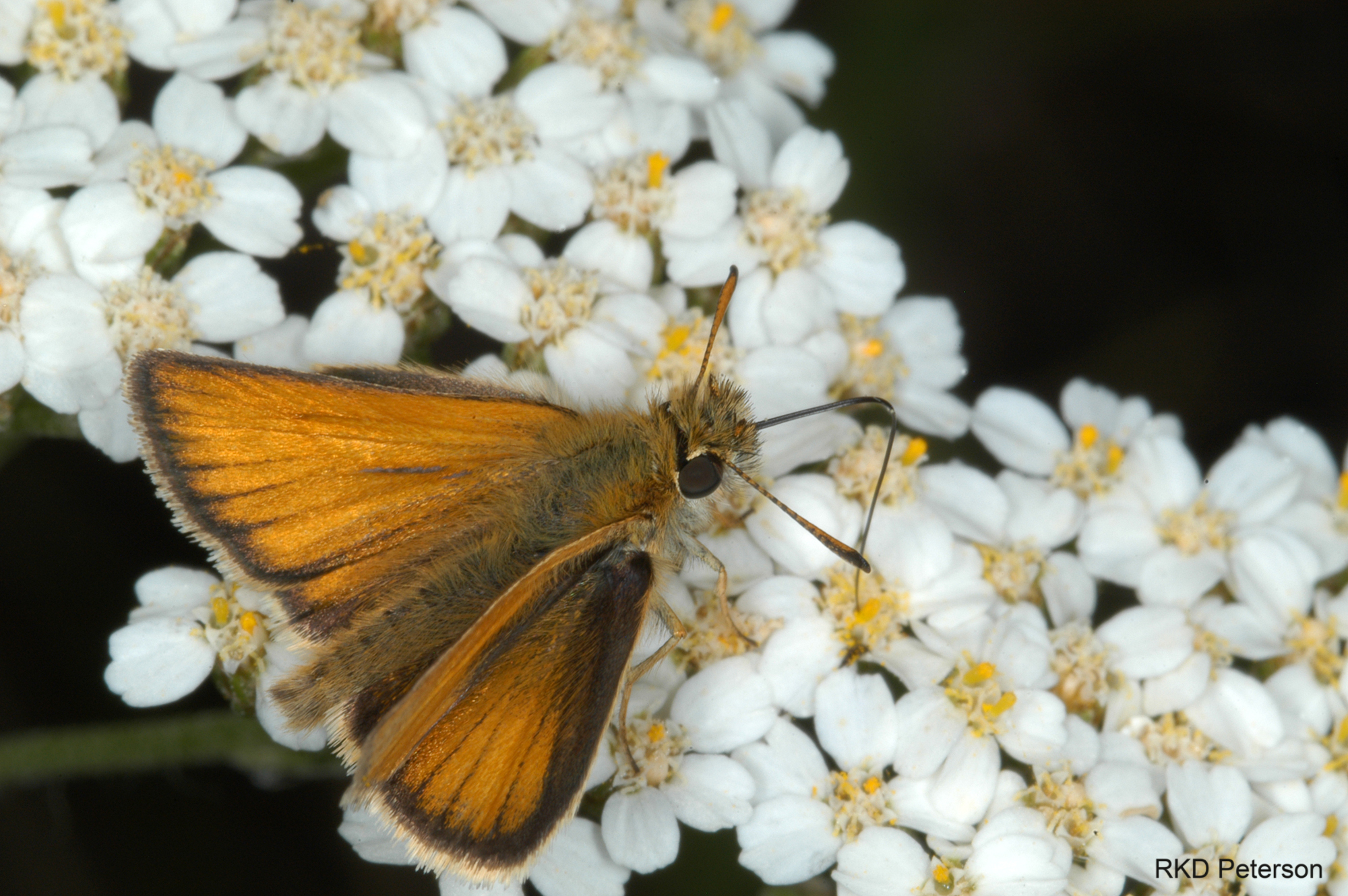 Thymelicus lineola - European skipper