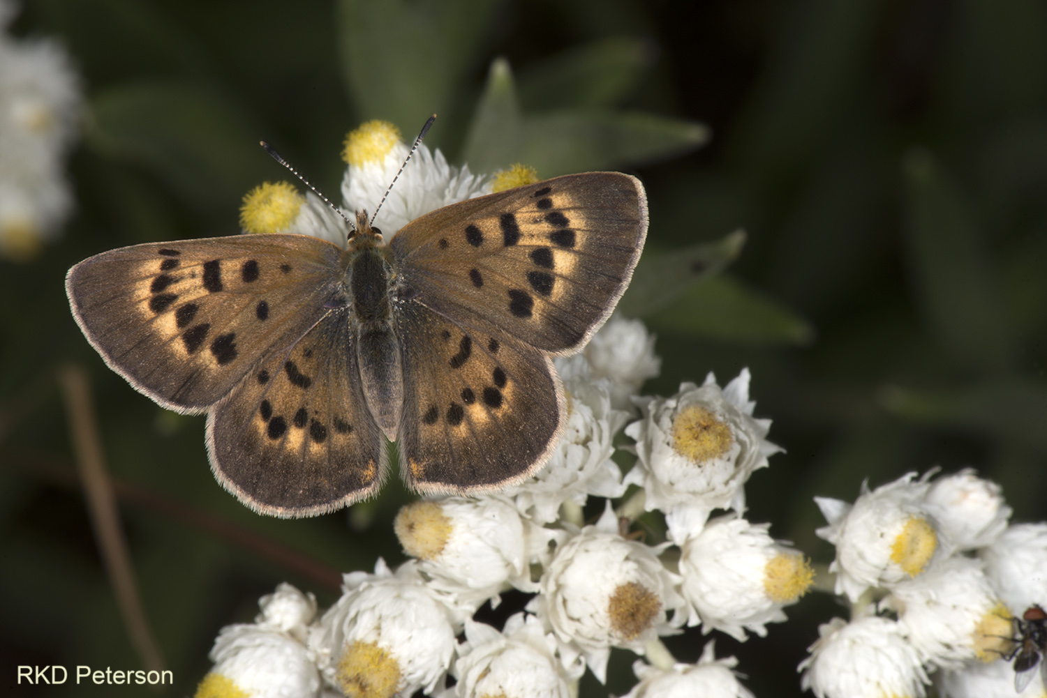 Lycaena sp