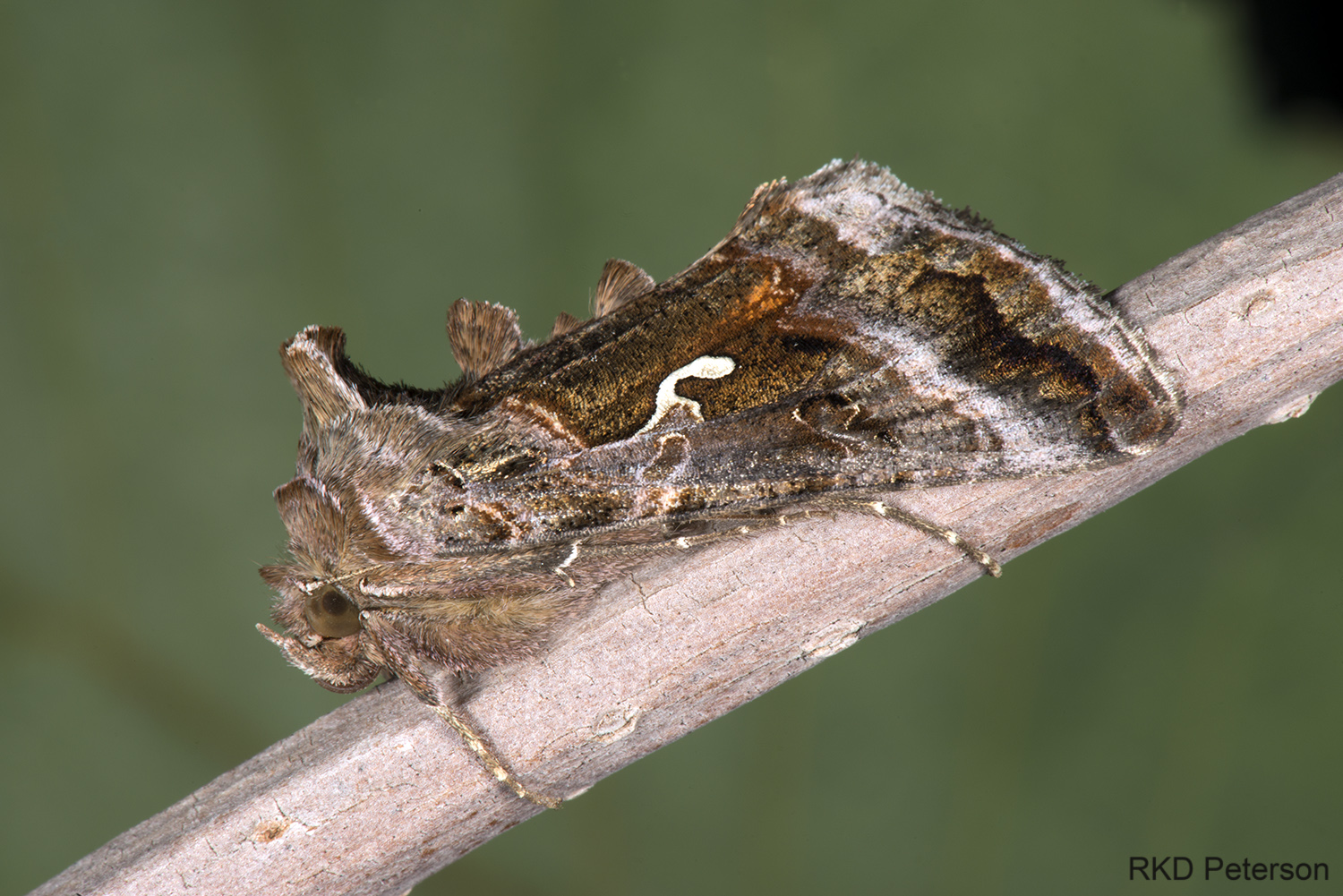 Autographa californica