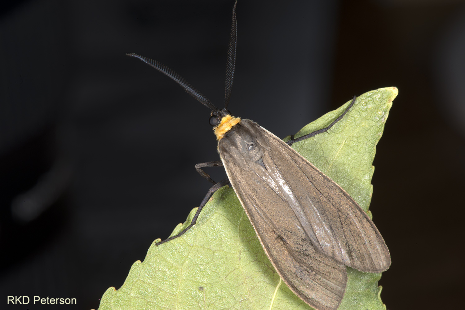 Cisseps fulvicollis