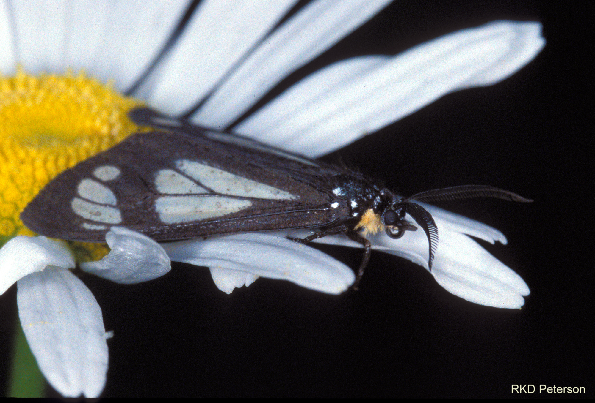 Gnophaela latipennis vermiculata