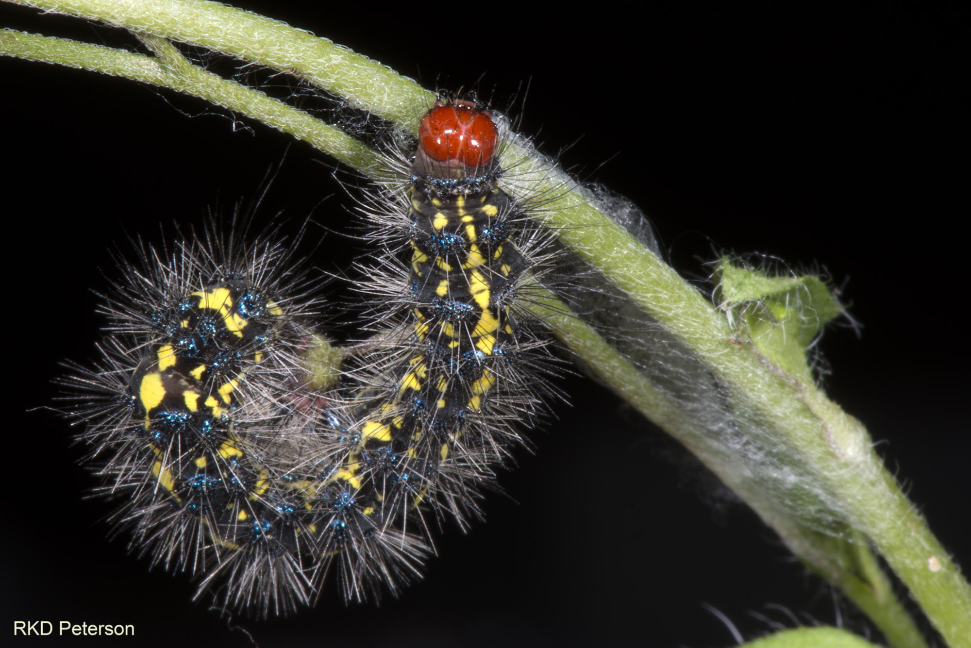 Gnophaela latipennis vermiculata