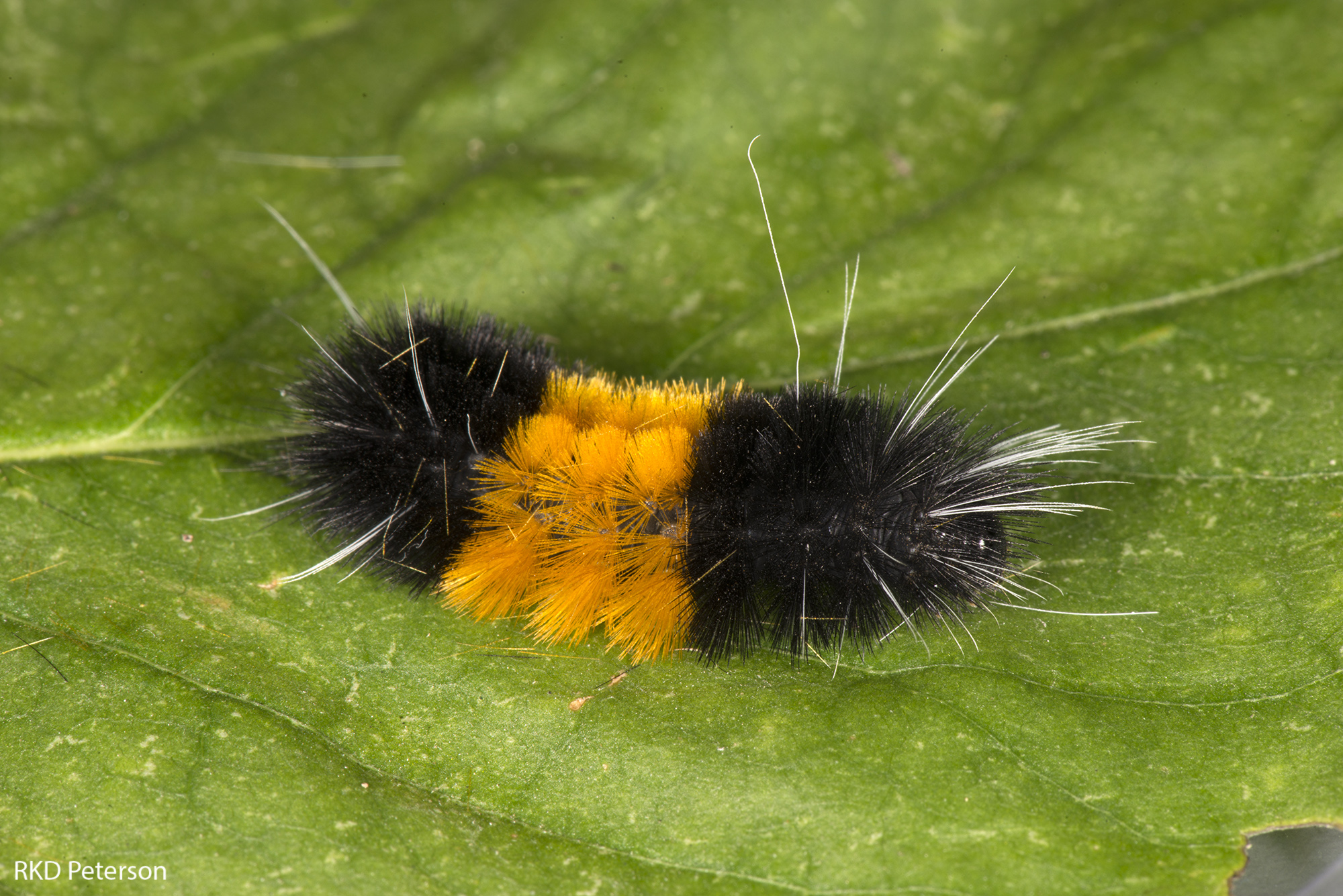 Lophocampa maculata larva