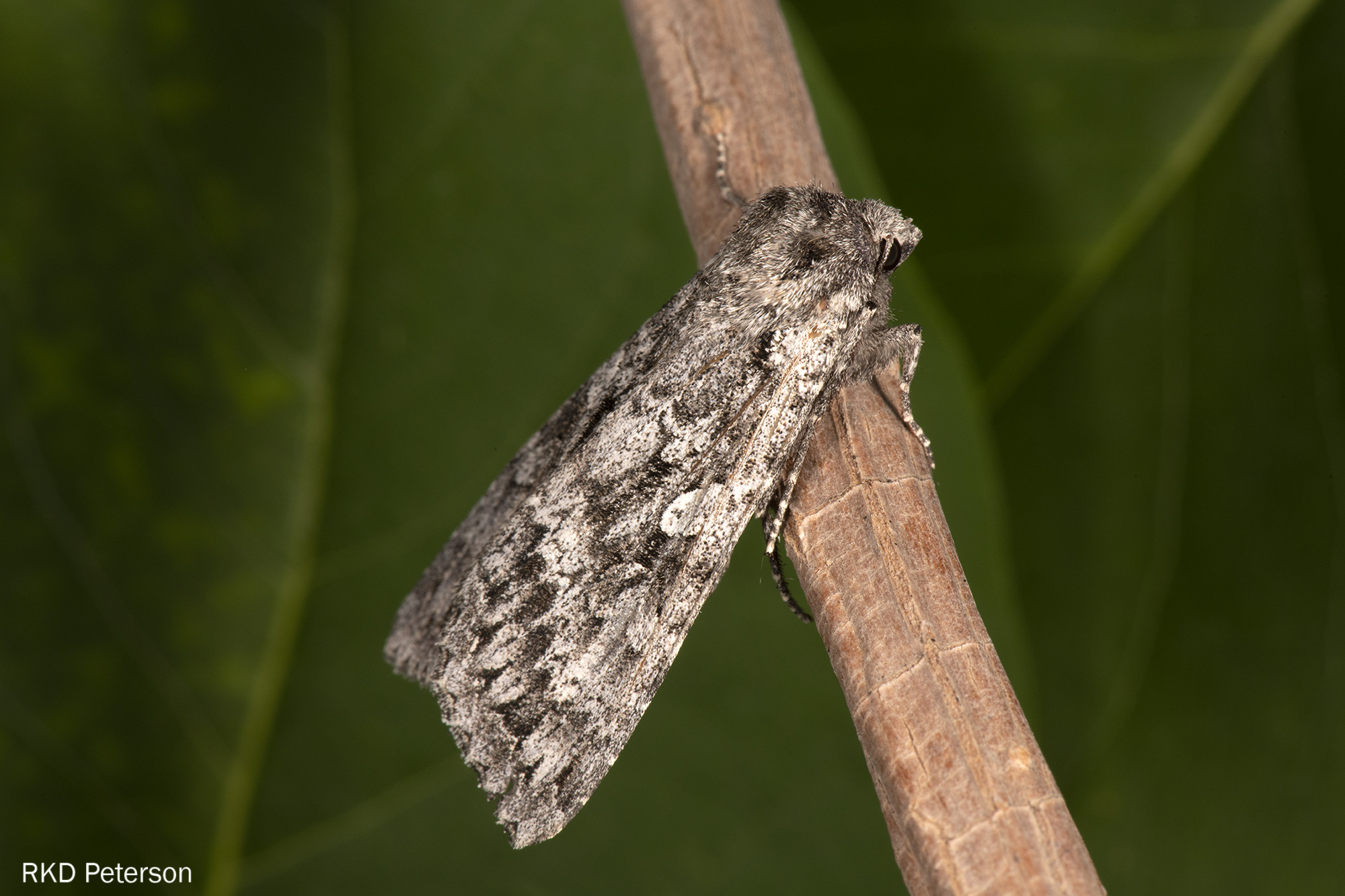 Acronicta sp.