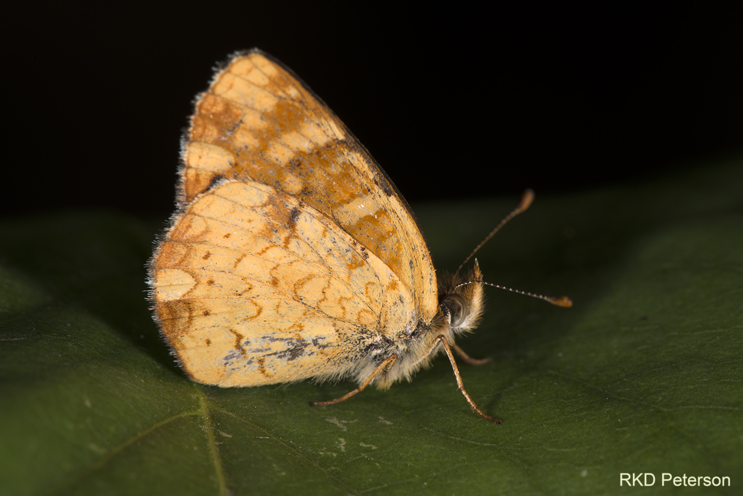 Phyciodes sp.