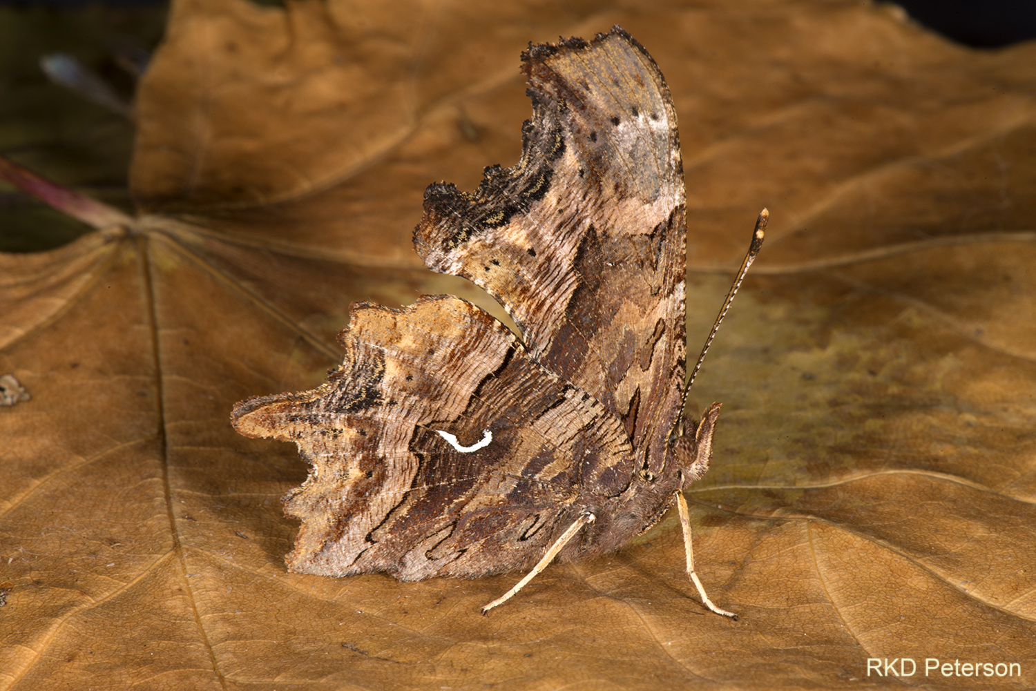 Polygonia satyrus