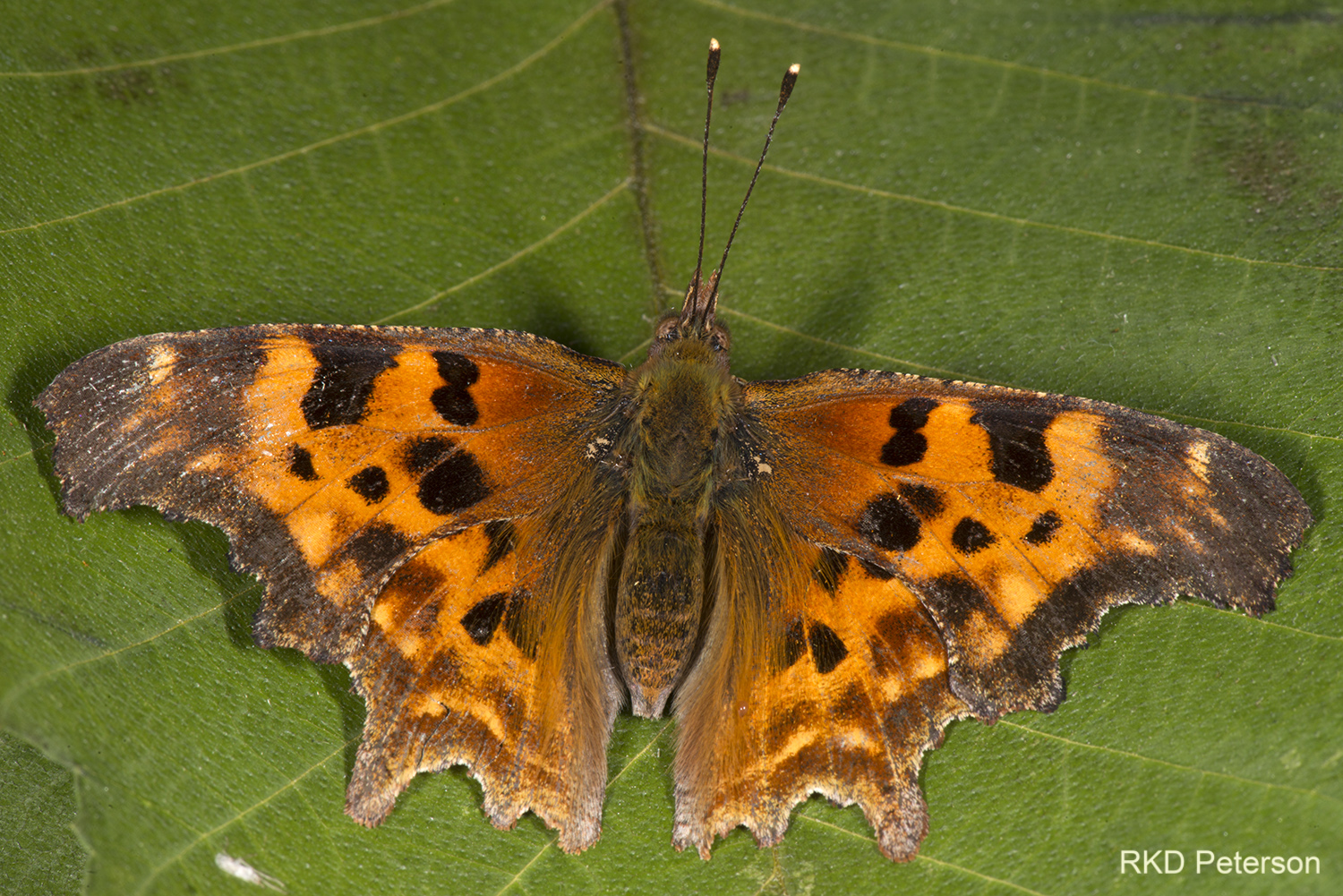 Polygonia satyrus